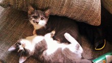 Lissi und Mika meine zwei Engel