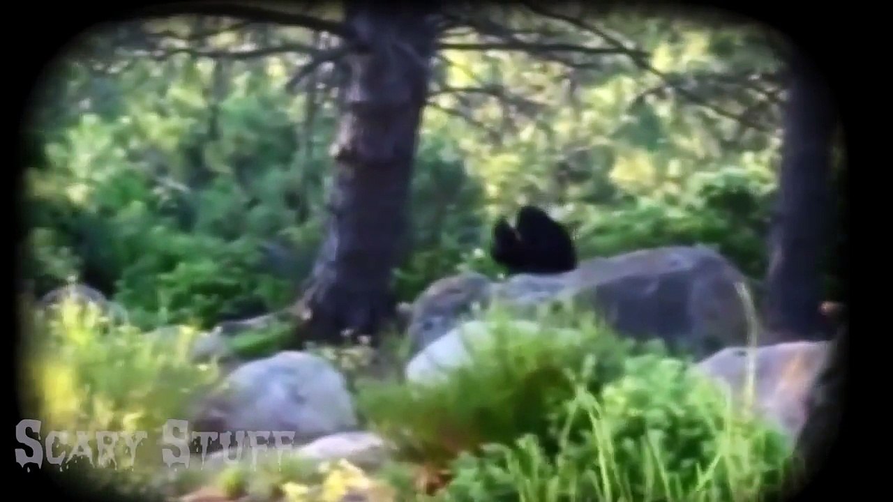 7 Most Believable BIGFOOT Sightings Video Footage of Yetti