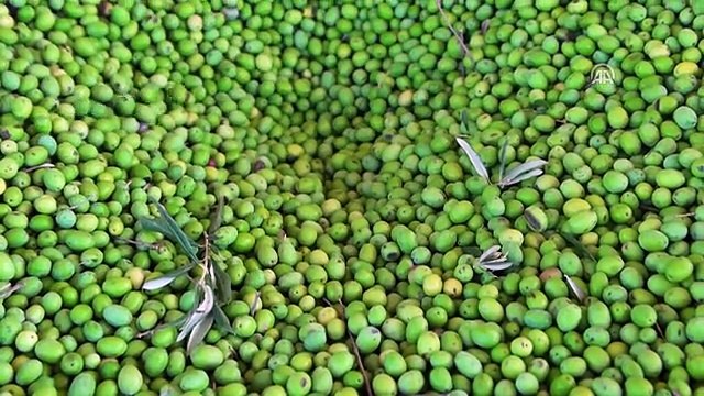 Edremit Körfezi'nde Zeytinyağı Sıkımı Başladı