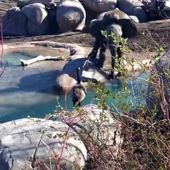 Un Ganso contra un Elefante | El combate del siglo | Elephant vs Goose