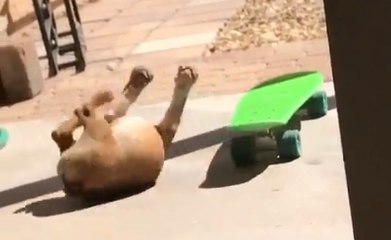 This English Bulldog May Never Be A Good Skateboarder, But Who Cares, He's Too Adorable