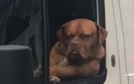 Dog Sitting In Van Is Not In A Good Mood