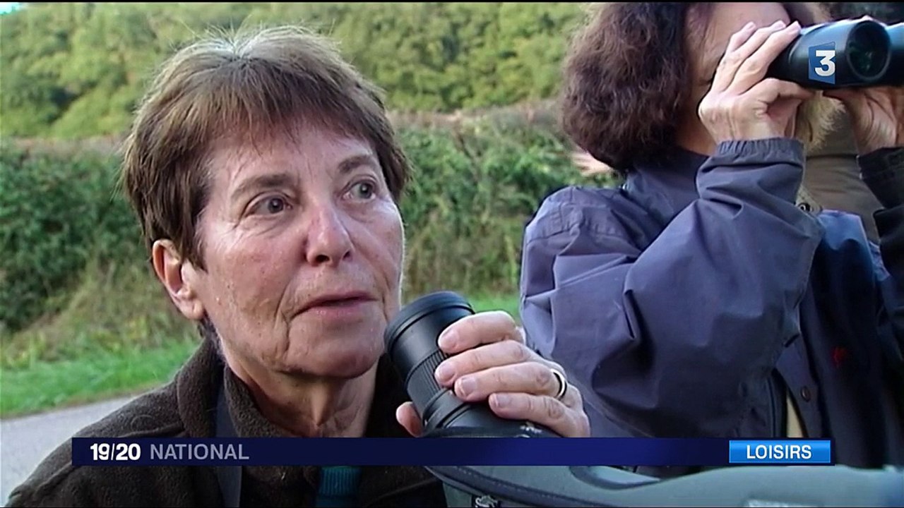 Nature : écouter le brame du cerf