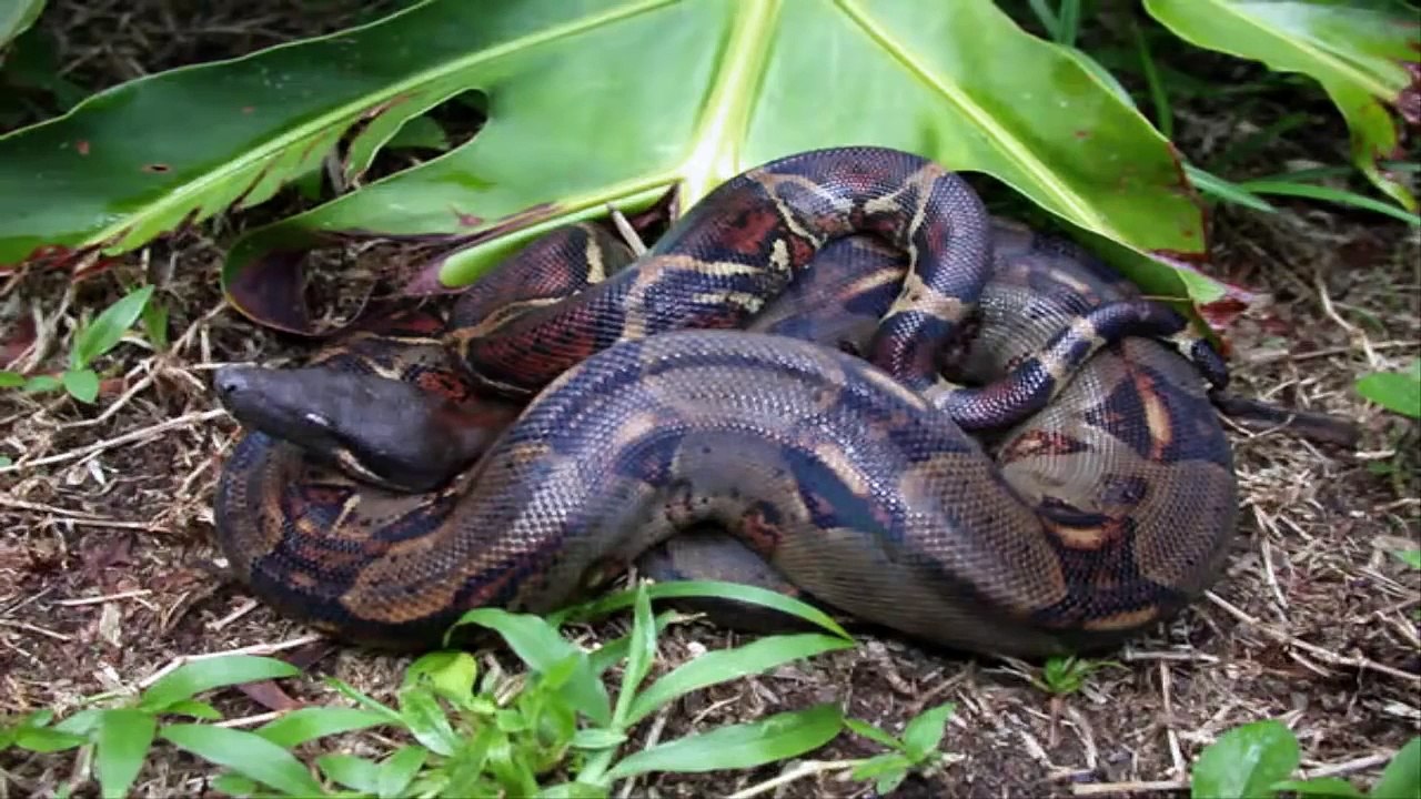 Top 10 Best Pet Snakes in the World new video Dailymotion