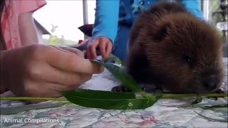 Eager Baby Beavers Eating Timber - Animal Compilations