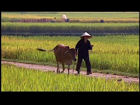 Làng Tôi - Như Quỳnh