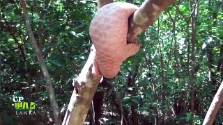 Indian pangolin !