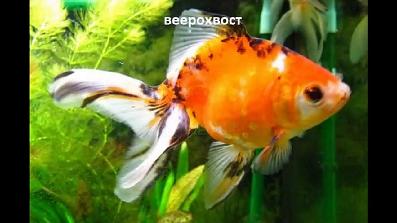 Золотая рыбка. Содержание, уход, размножение. Аквариум. (часть 2).