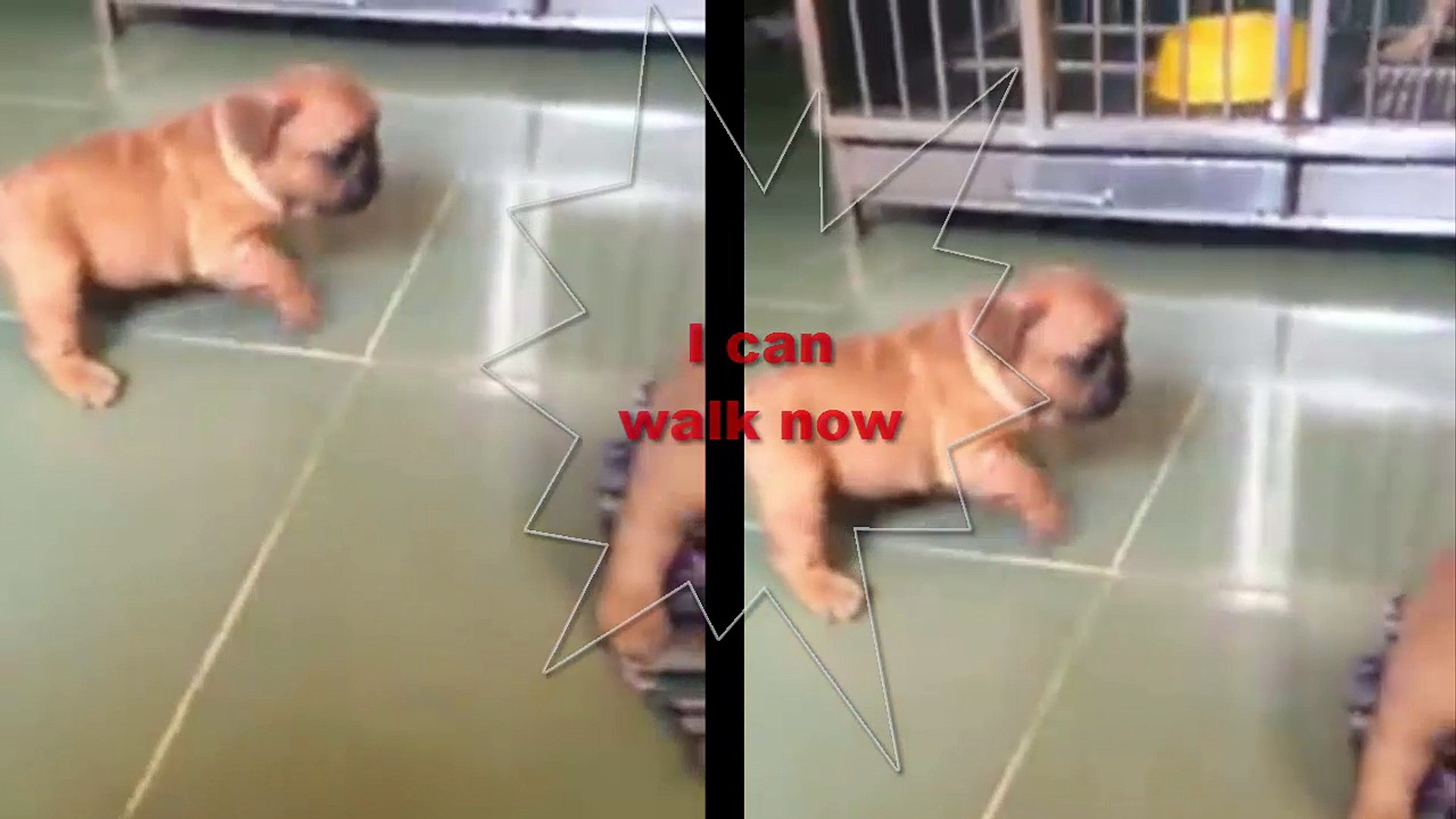 ⁣!!1!! My Puppy Love| first step