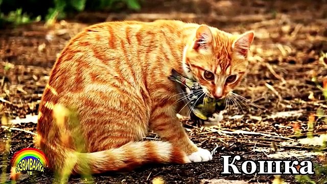 Домашние Животные и их голоса. Учим животных. Слушаем звуки. Развивающие мультики.