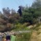 Goat trapped on power lines and luckily got rescued