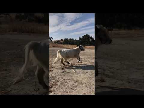Mini Cow Playfully Runs Around Field
