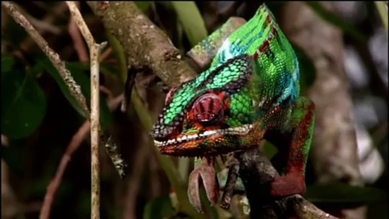 Moment of Impact (Part 2) Jungle (Full Documentary)