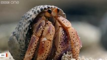 Newly Discovered Hermit Crab Opts To Live In Walking Coral Rather Than Shells