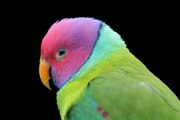 talking parrot in urdu-hindi