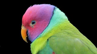 talking parrot in urdu-hindi