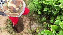 How To Catch Eel And Fish By Simple Trap With palm leaves Tree
