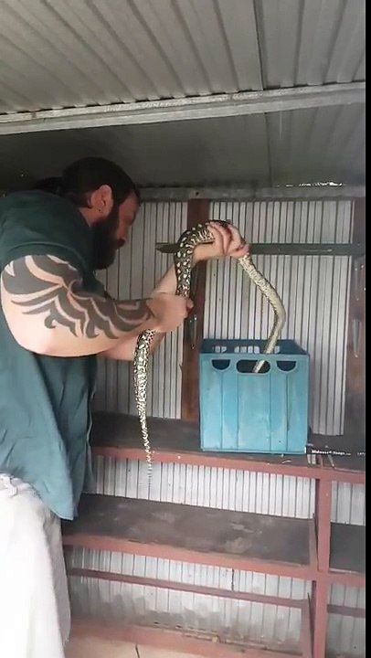 Brisbane Snake handler