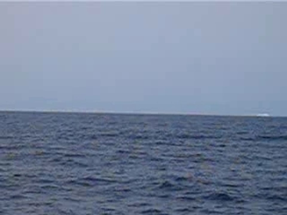 Un adieu de baleine