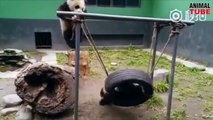 Cute Pandas playing like Babies - Cute Panda Compilations