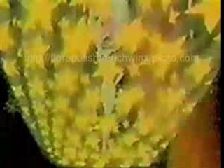 Vénus Stella Saturn Layla Transformation