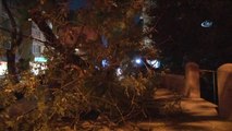Başkent'te Faciadan Dönüldü: Kökünden Kopan Dev Ağaç Yola Devrildi