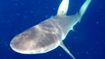 Un chasseur sous-marin se bat contre des requins pour essayer de conserver sa prise