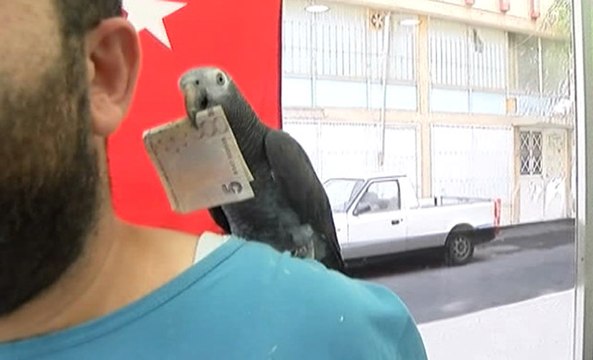 Papağan Berberde Çıraklık Yapıyor