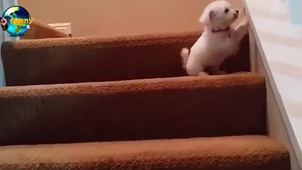 Funny - Puppies Moments Adorable puppies climbing stairs