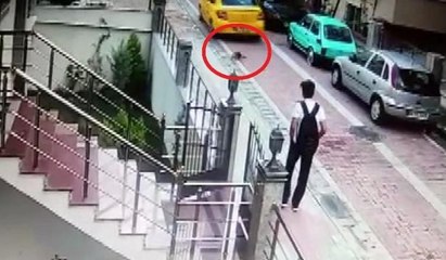 Köpeği ezip ardına bakmadan kaçtı