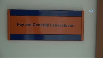 Çift Başlı Yavru Deniz Kaplumbağa Görenleri Şaşırttı