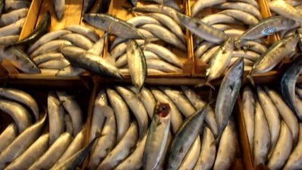 Marmara'da Palamut Bereketi