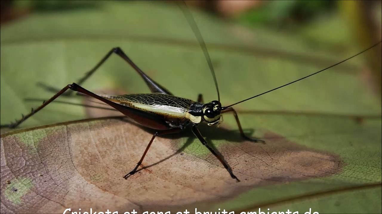 Crickets et sons et bruits ambiants de la ville