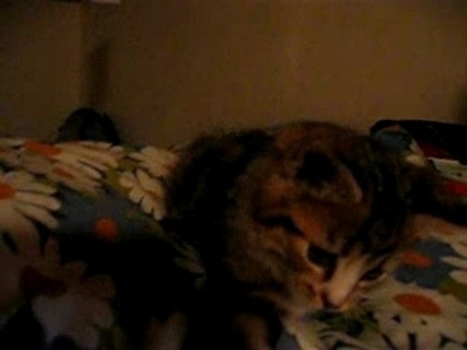 mon chat