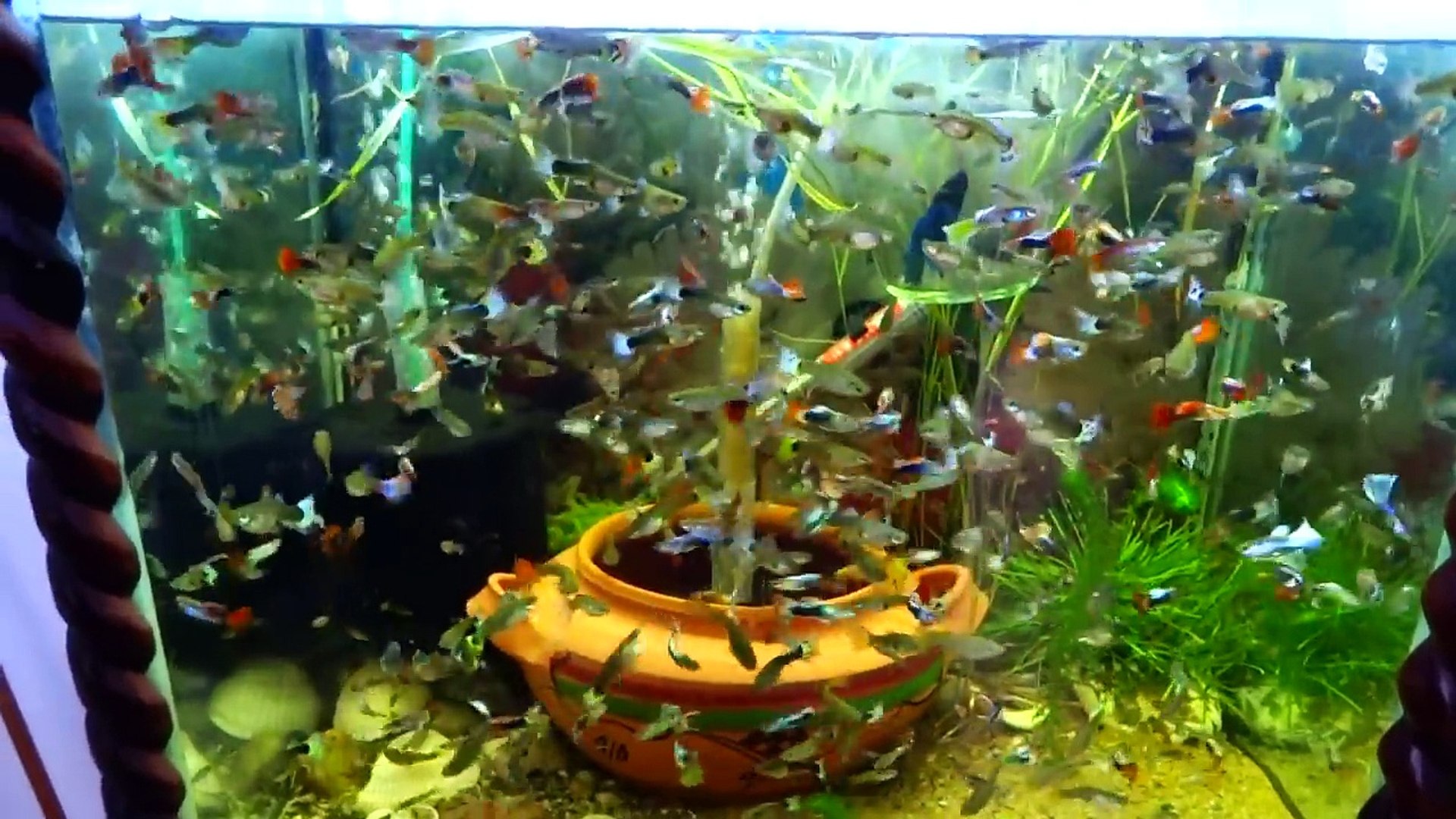 guppies aquarium