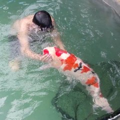 Çocuk, Kendinden Büyük Japon Balıklarıyla Aynı Havuza Girdi