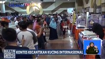Kontes Kecantikan Kucing Internasional Digelar di Surabaya