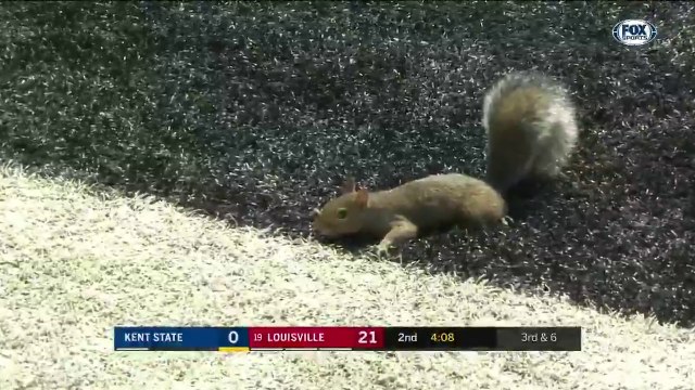 Un écureuil vient faire un Touch Down en plein match de NFL
