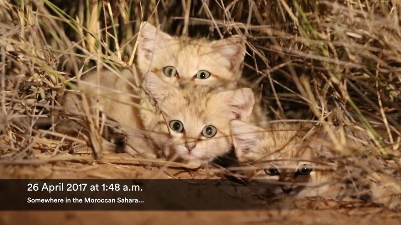 Des chatons sauvages des sables filmés pour la première fois