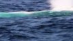 Avustralya'da 'mucize' balina görüntülendi
