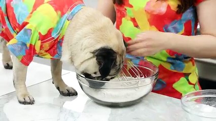 DIY PUG CUPCAKES w/ Doug the Pug!