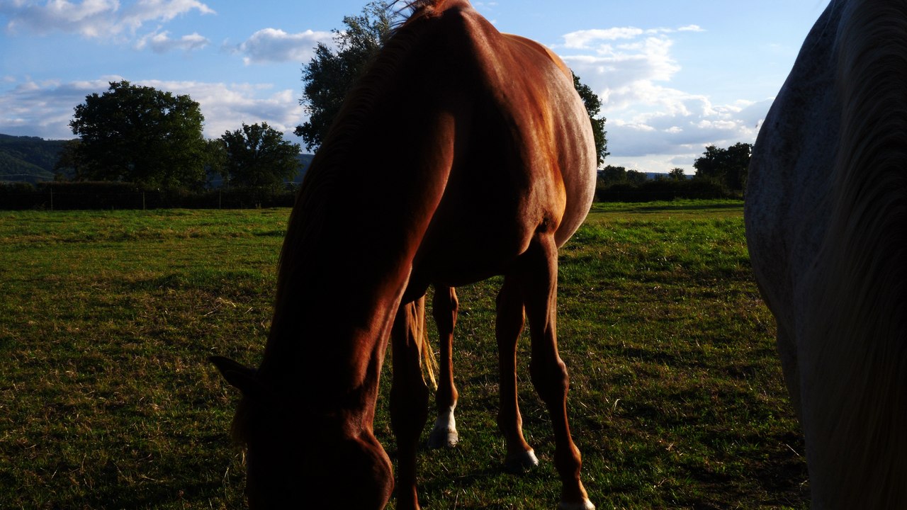 Chevaux au pré, tests avec le GH5 de Panasonic.