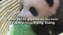 El nuevo panda gigante del zoo Ueno de Tokio se llama Xiang Xiang