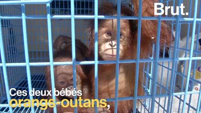 Sauvés avant de devenir des animaux de compagnie