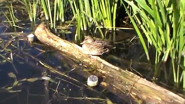 Я снял видео про утку на реке