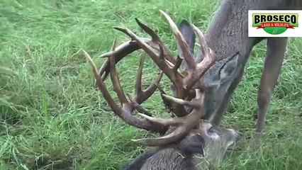 Broseco Ranch Locked Up Bucks