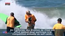 Des chiens surfent pour la bonne cause, les images insolites ! (Vidéo)