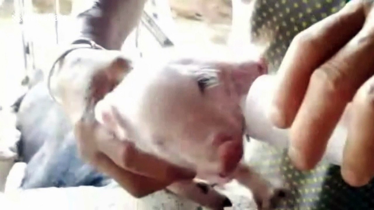 Pig born with two heads in northern China