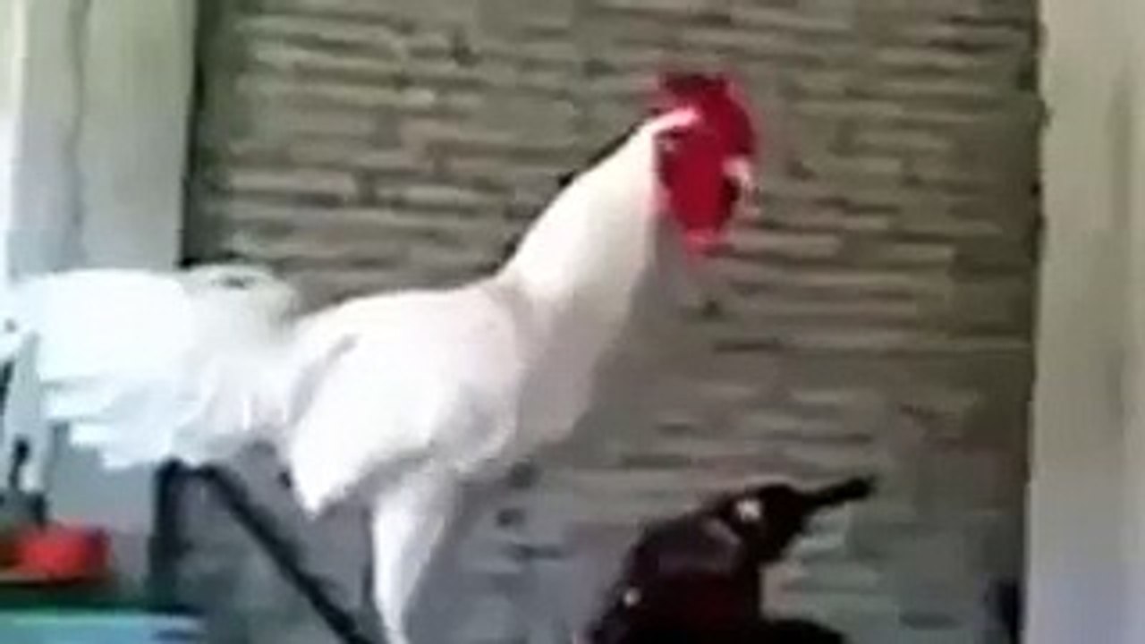 COCO-RI-KAKAKAKAKAKAKA