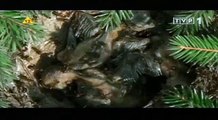 Ants Documentary Channel Saga Prastarej Puszczy Opowie o mrwce
